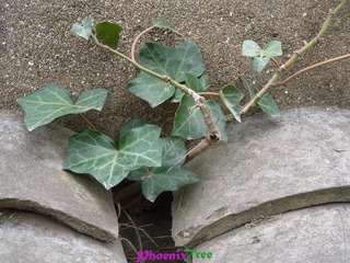 RIMG0913
