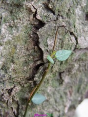 RIMG0943