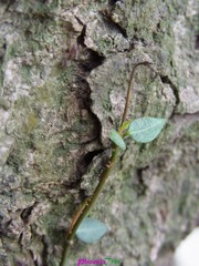 RIMG0944