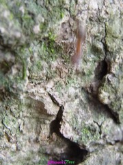 RIMG0947
