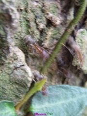 RIMG0951