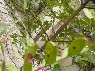 RIMG0987