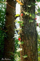 IMG_4201_(75)