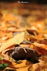 IMG_4285_