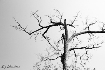 IMG_4326_