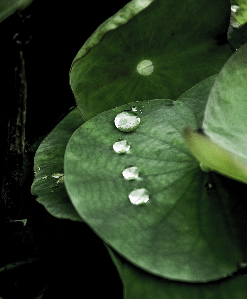 《雨荷2》