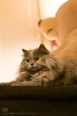 IMG_0790-1