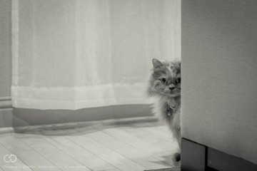 IMG_0840-1