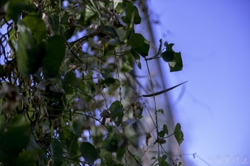 _DSC1000