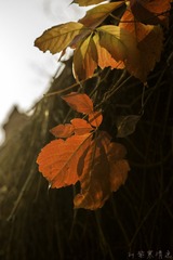 _DSC1127