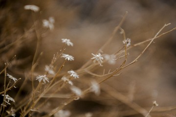 _DSC1302