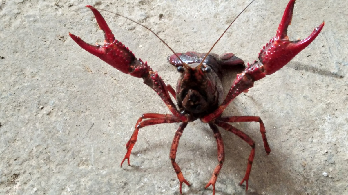 一只张牙舞爪的小龙虾