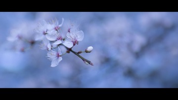 樱花出墙。