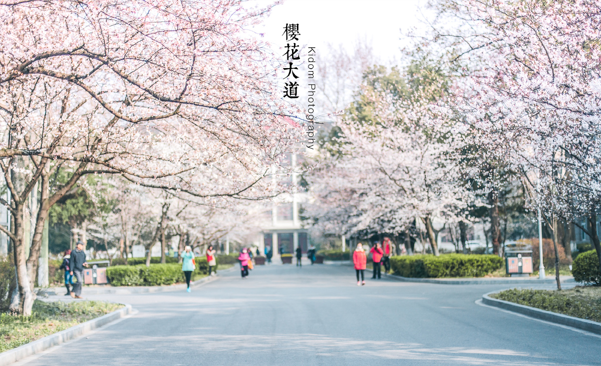 南林樱花大道