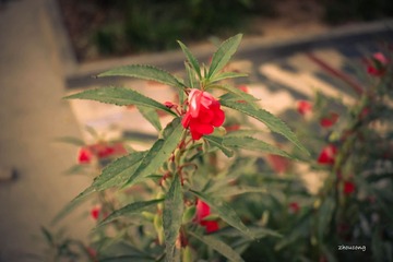 花1
