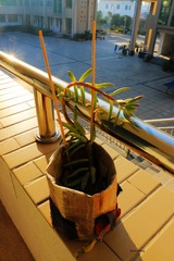 晨光 (1)