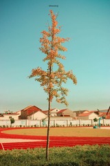 一枝树