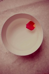 玫瑰红 (6)