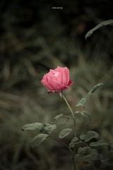 一支牡丹花