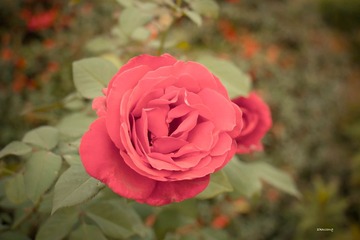 玫瑰花