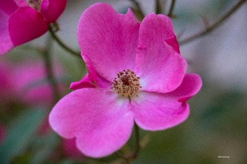 牡丹小花