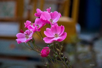 微距牡丹花