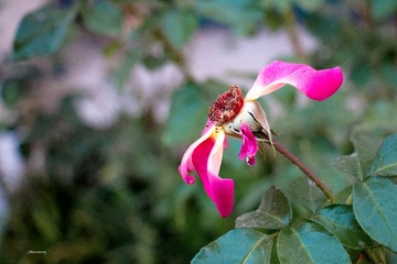 残花