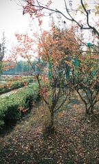 一支枯树