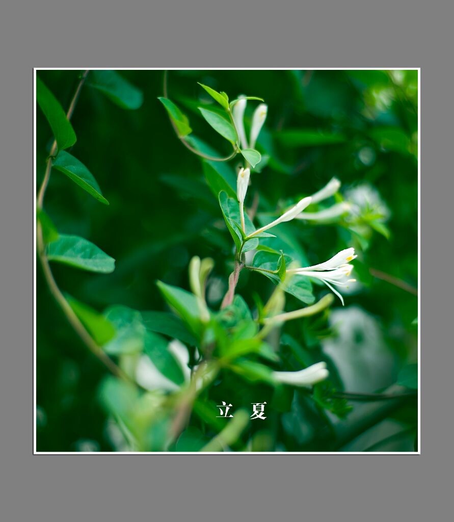 金银花