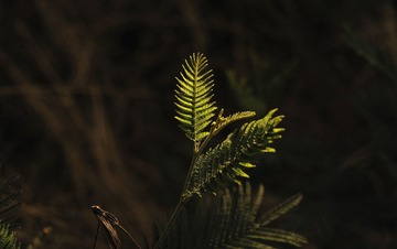 _DSF3489