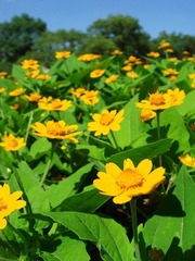 Shanghai Botanical Garden