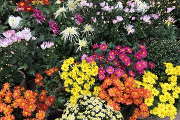 IMG_1139_1