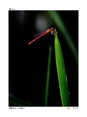 蜻蜓玉立（入选奖）建行 晋为民
