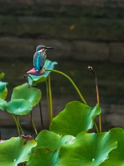 P1010017a