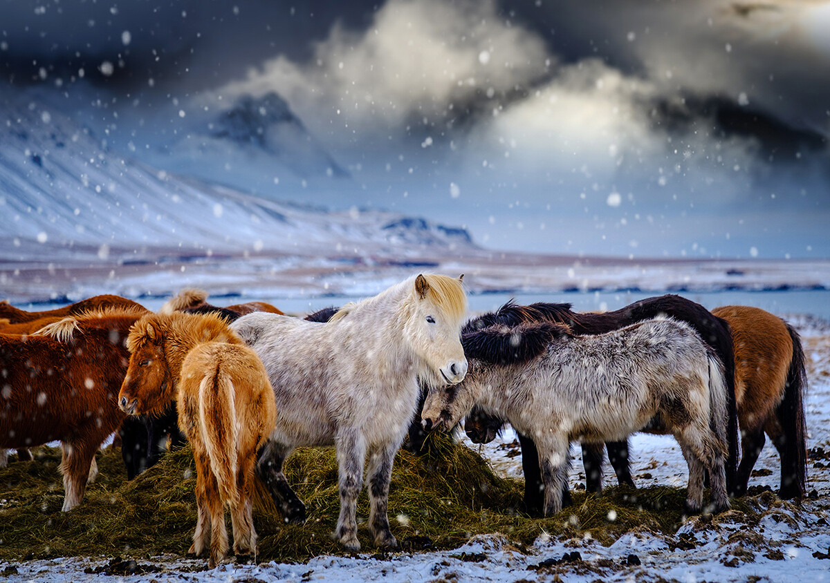 熬过寒冬，等待春天。1号公路边的冰岛马。