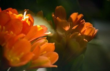_DSC6934-s