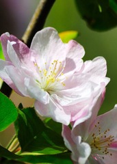 仿佛是梨花