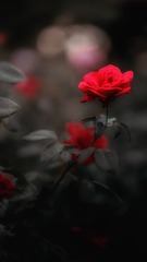 1F168523-4CD3-46F2-8F61-47632FAB5D89/L0/001