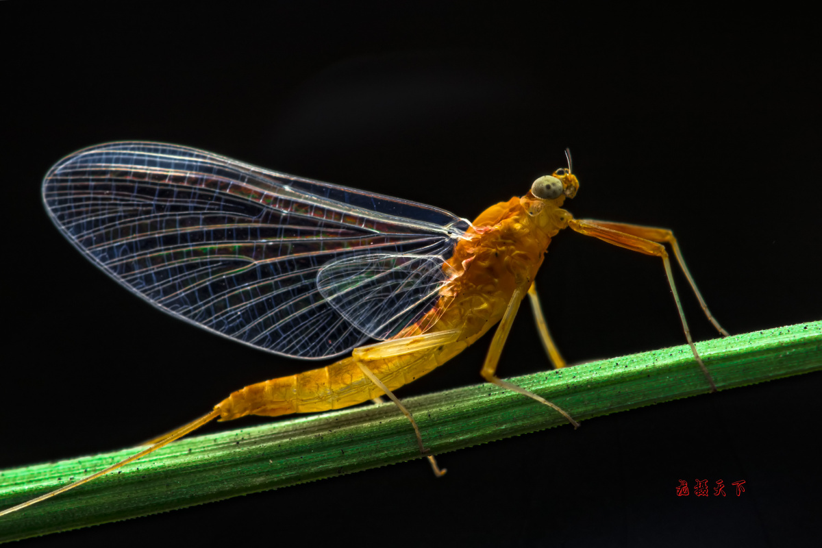 河边草丛中的精灵蜉蝣