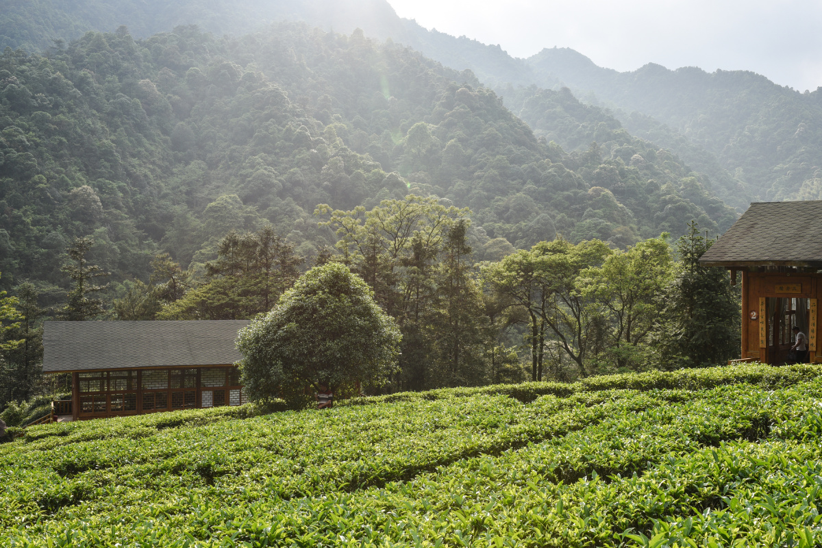 贺州姑婆山方家茶园