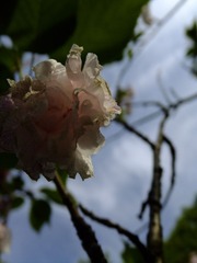 DSCF4571.JPG