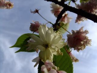 DSCF4576.JPG