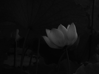 DSCF6539.JPG