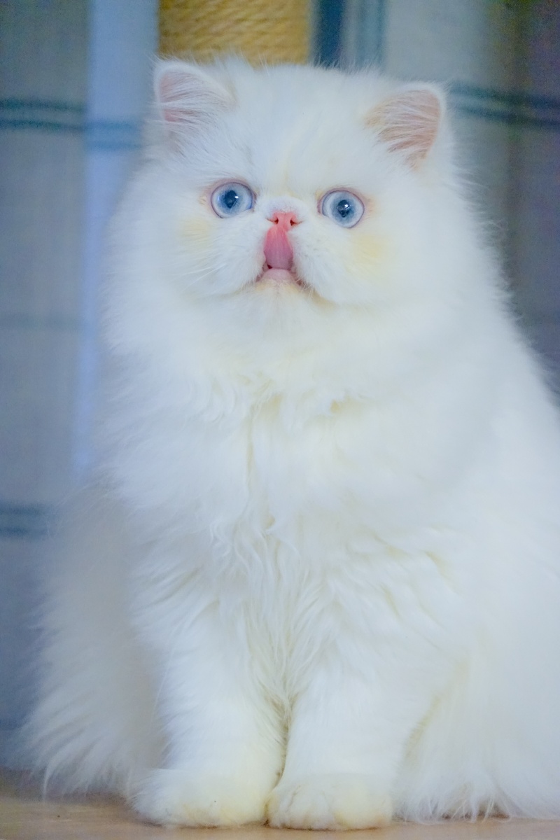 蓝瞳纯白长毛加菲猫 - 背着相机的羊驼 - 图虫