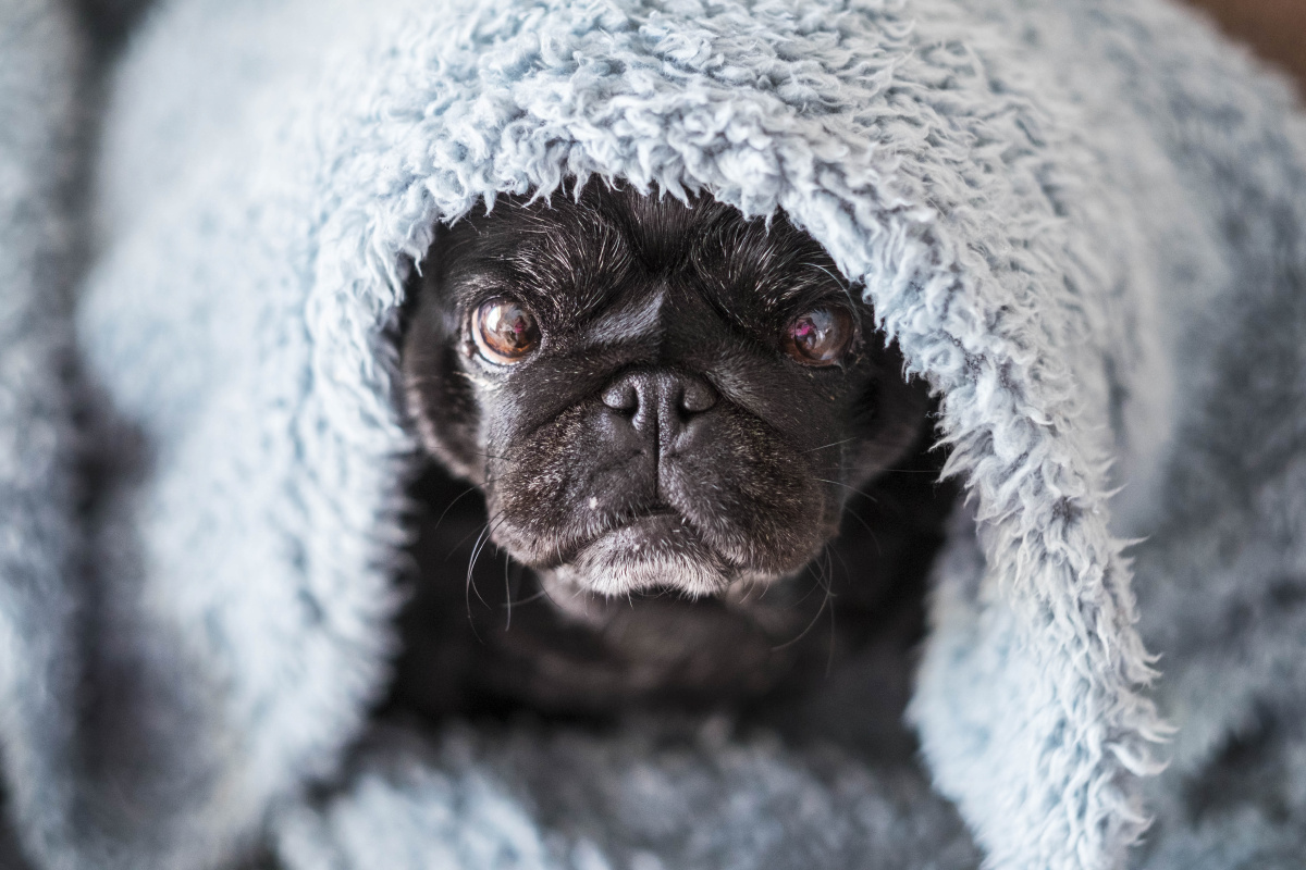 施家嘴棚洞是南昆线上的著名景观,双机ss7牵引的货列堪称南昆之魂