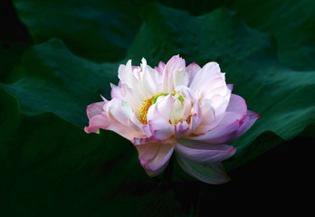 荷塘月色0030.jpg-1