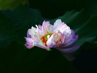 荷塘月色0038.jpg-1