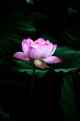 荷塘月色0047.jpg-1
