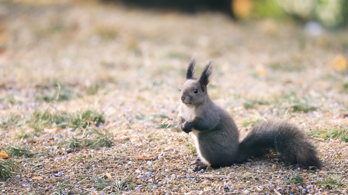于林间,一只北松鼠 --2021.1.13摄于清华园