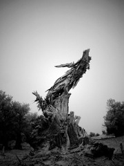 CIMG1464_